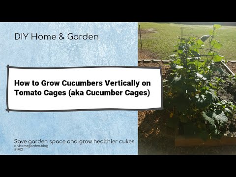 How to Grow Cucumbers Vertically on a Tomato Cage (errr... cucumber cage!)