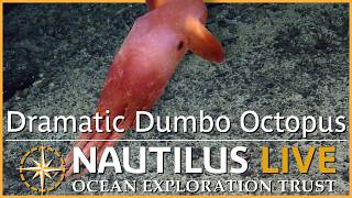Dramatic Dumbo Octopus Encounter | Nautilus Live