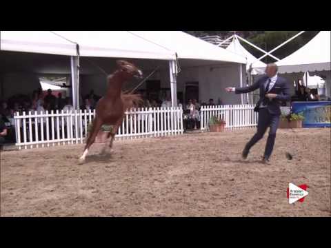 N.115 PRUSSIA MI - Menton 2015 - Colts 3 years old (Class 8)