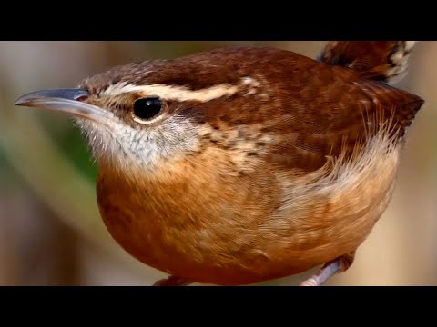 Carolina wren song / call / sounds | Bird