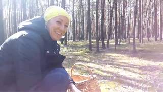 preview picture of video 'Польские грибы под Катериновкой.'