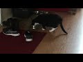 Hungry After All Tuxedo Cat Comes Back To Eat