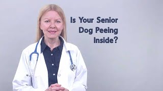 Senior Dog Peeing Inside the House?