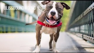 Check out why BlissBound Hound is better than the 