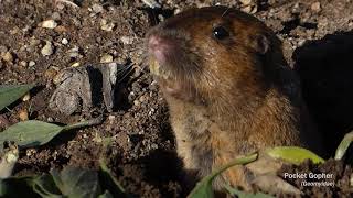 Botta's Pocket Gopher