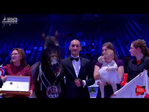 2 nd  Place N.113 EQUATOR - Paris 2017 - Senior Stallions Championship (Class CM12)