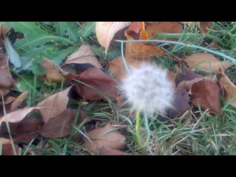 This Is Not Goodbye - Melissa Etheridge