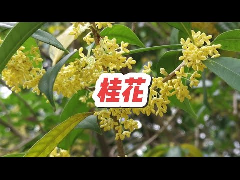 桂子月中落 天香雲外飄