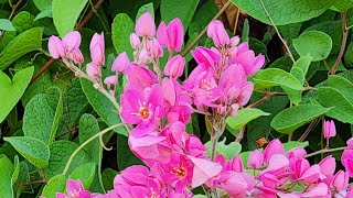 Thu về - bình yên buổi sớm mai