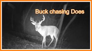 I like big BUCKS, I cannot lie - Trail Cam Tuesday - January 28, 2025