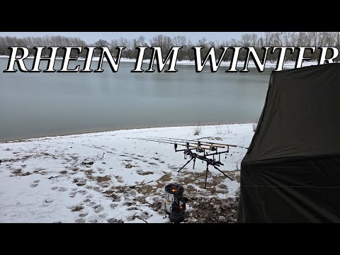 Winter fishing on the Rhine for zander, pike and perch #fishing #deadbait #predatorfishing #preda...