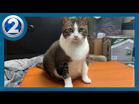 Sweet, affectionate Ashley needs a new family - YouTube