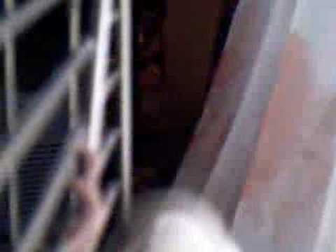 Flöckchen in action