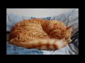 Wake Up Pet Asmr Petplay Pet Roleplay