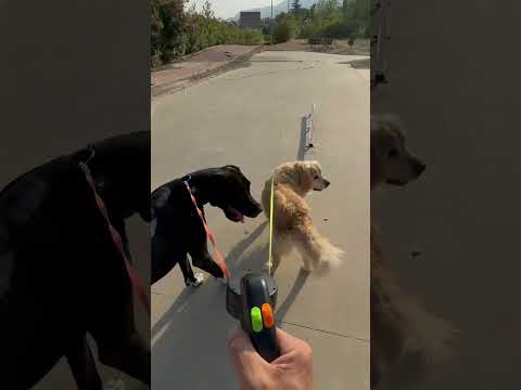 Your dogs will thank you — and so will you, trust me! Double anti-tangle leash is a game-changer 😍