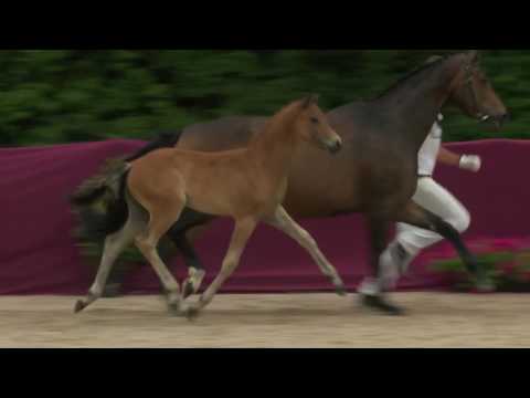 KN 38 Florence Sf v. For Dance - Real Diamond