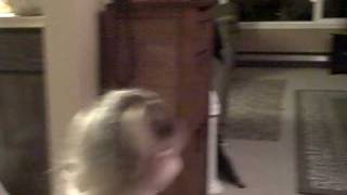 Amen and Monkey run circles