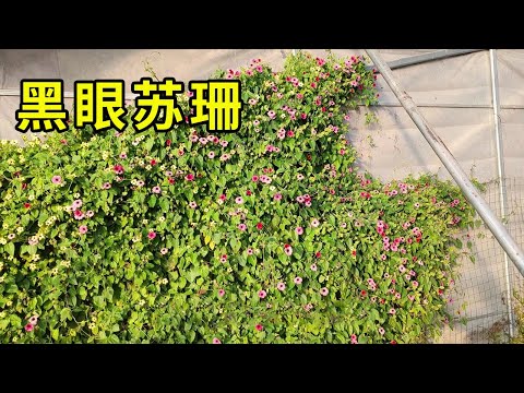 黒い目のスーザン 植物