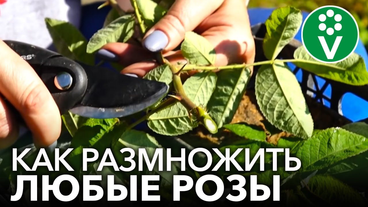 Розы Летом Фото Розы Летом Фото