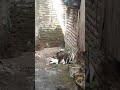 Bokep Kucing