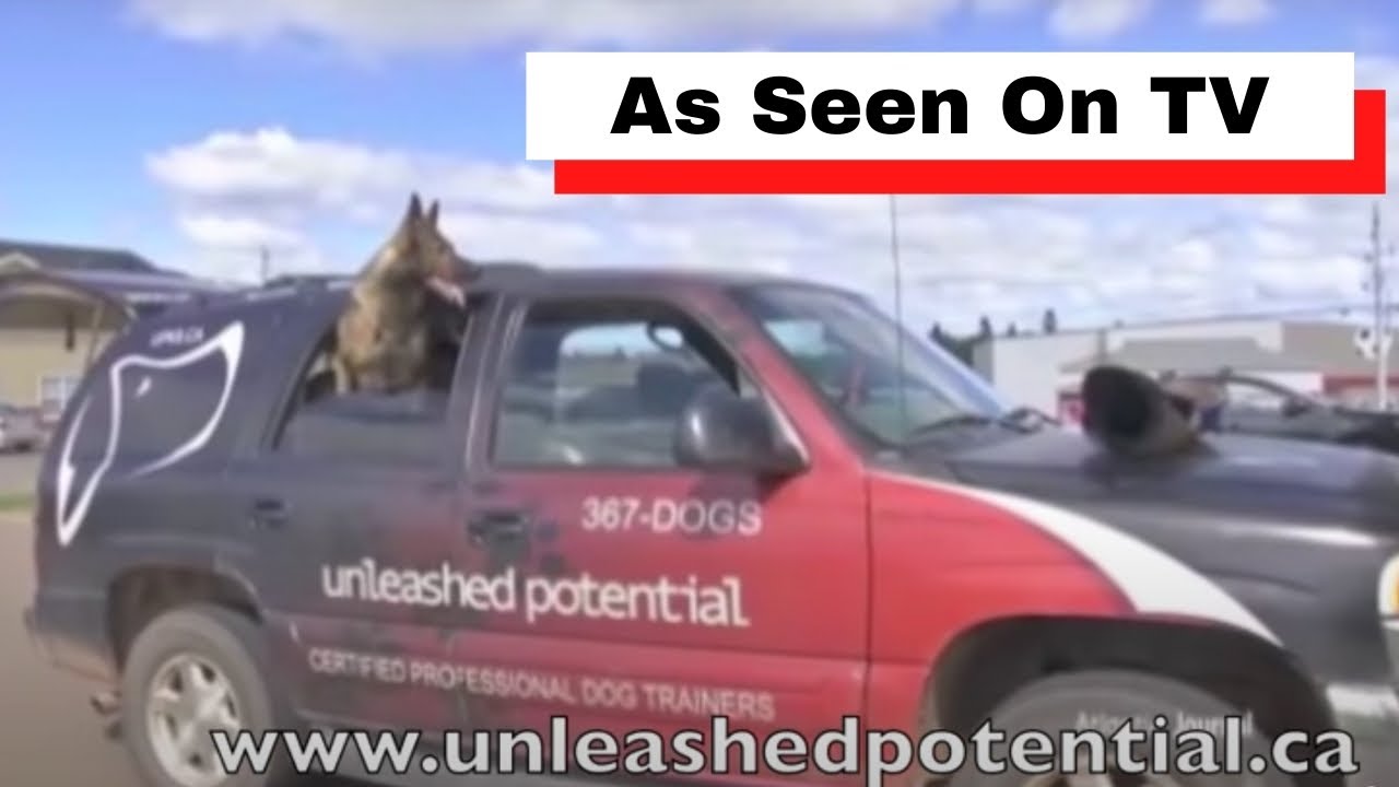 As Seen On TV, About Unleashed Potential K9, Dog Training Service Interview With Duke Ferguson
