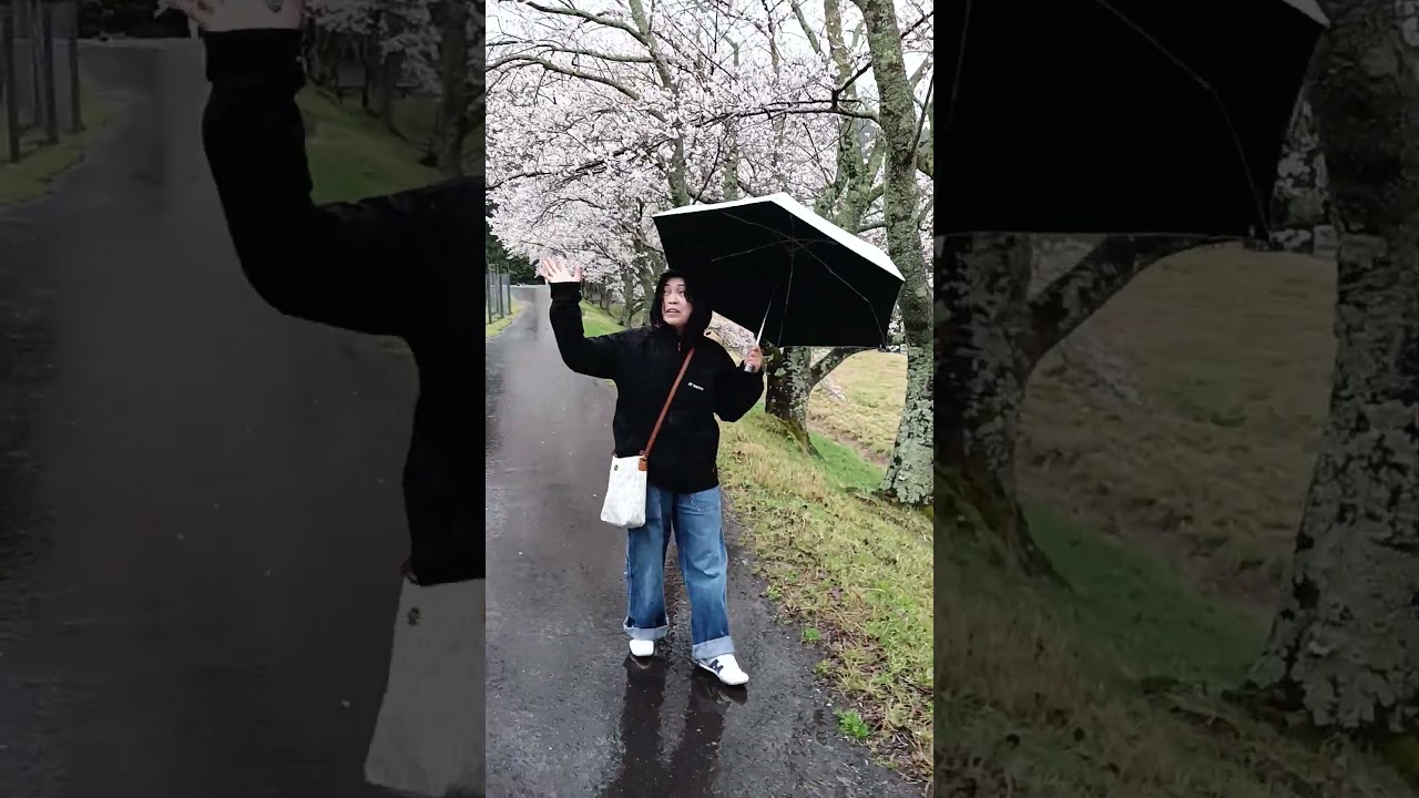 #rainyday #sakura #asmr #vairalvideo #shorts