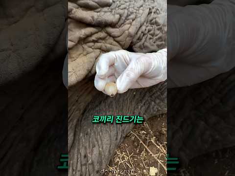 야생 코끼리를 만나면 반드시 확인해야 하는 것