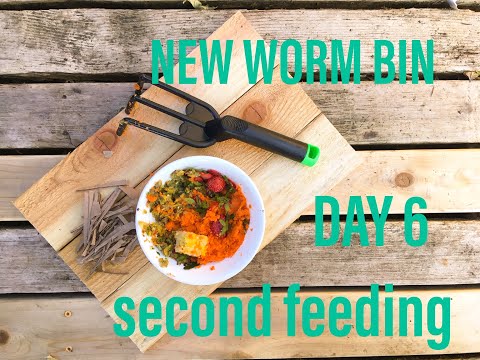 6 day old worm composting bin, 2nd feeding and an earthworm's perspective