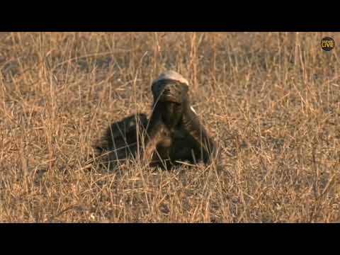 Honey badger scratching an itch funny moment