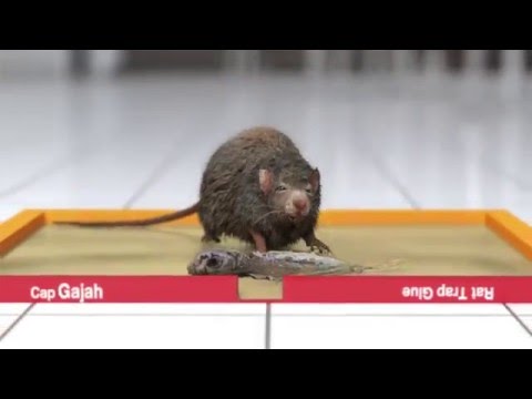 TVC: Lem Tikus CAP GAJAH - Director's cut