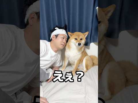 物申します。　#柴犬 #shorts