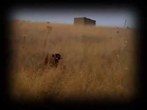 CAZA de CODORNIZ. Kai «Vintage»(VI) – bonviedro.com