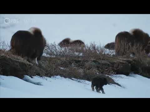 Newborn Muskox's First Day