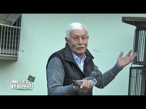 NEĆETE VEROVATI - Miomirov golub pismonoša preleteo 1.800 kilometara da se vrati kući u Tabanoviće