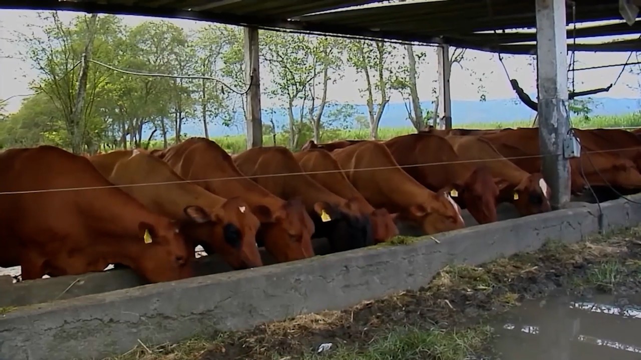 14 MAR   CAP 1    HACIENDA LUCERNA PRODUCCIÓN AGROPECUARIA GANADERA    BUGA LA GRANDE   VALLE DEL CA