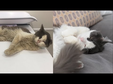 Teddy's Story: A Street Cat's Beautiful Transformation