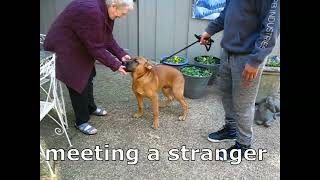 Video preview image #1 Mastiff-Unknown Mix Puppy For Sale in Enfield, CT, USA