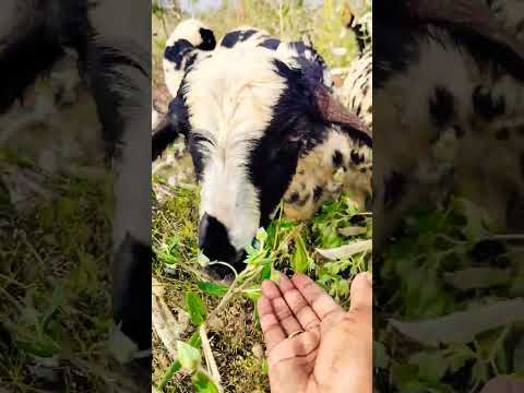 reel for end ,😂😂👍 #mycuterabbit #rabbit #pets #cutebunny #trending #cute