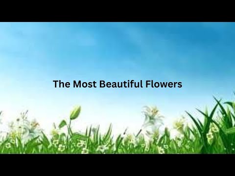 The Most Beautiful Flowers with Peaceful Music For Relaxation