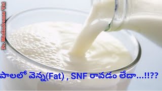 How to get highest Fat and SNF in Buffalo and Cow Milk Telugu | Dr. Madankumar Vet