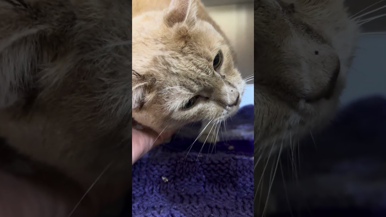 Melon, a ADOPTABLE Domestic Short Hair in Brooklyn, NY video 2/4