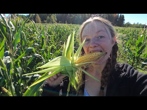 Blanda foder och kolla majs med mig 🌽 #strautmann #johndeere3050 #ljungby1221 Vlogg 145