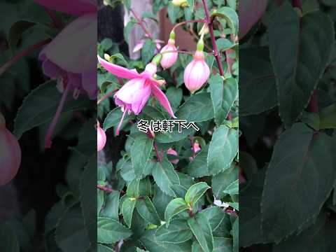 園芸 カリフォルニアフクシア