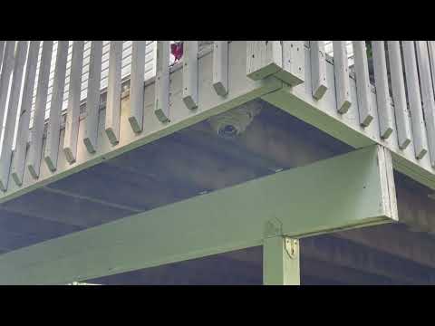 Hidden Bald-Faced Hornets Nest Underneath the Deck in Old Bridge, NJ