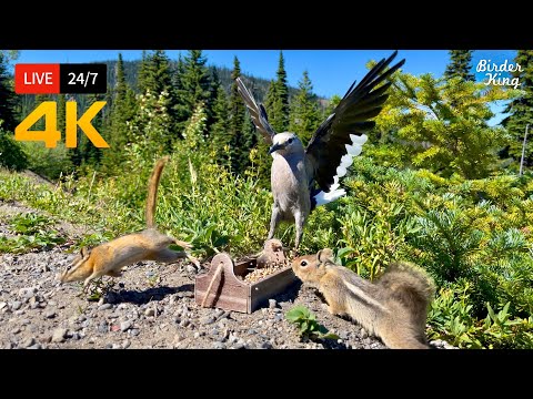 🔴 24/7 LIVE: Cat TV for Cats to Watch 😺 Mountain Birds Chipmunks Squirrels in 4K