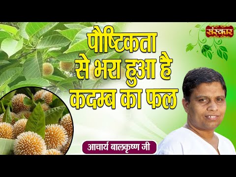 पौष्टिकता से भरा हुआ है कदम्ब का फल | Kadamba fruit is full of nutrition | Acharya Balkrishna Ji