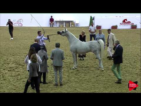 N 97 SHAHRAZAD AL WAAB   2019 Al Shaqab Arabian Horse Show Festival   Fillies 3 Years Old Class 4A