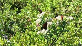 Almost home - Trent reznor and atticus ross