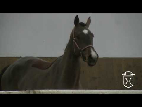 06 Holsteiner Stute von Casall - Clearway - I love You