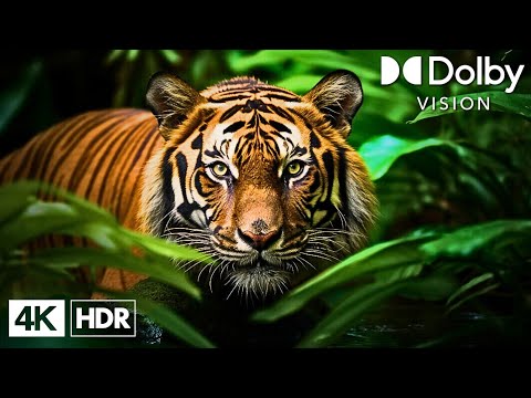 4K HDR 60FPS Dolby Vision - 4K Video ULTRA HD - Forest/ Nature Sounds